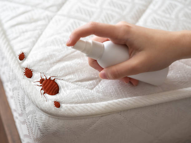 Best Local Pest Control Services  in Eatons Neck, NY