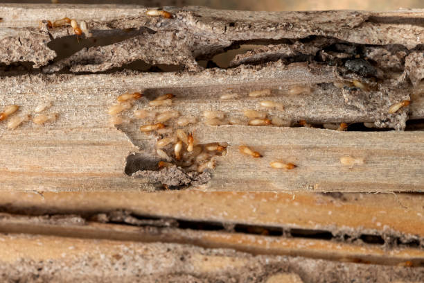 Best Pest Inspection Near Me  in Eatons Neck, NY